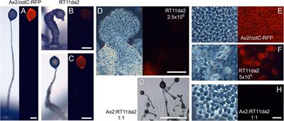 Loss of PIKfyve Causes Transdifferentiation of Dictyostelium Spores Into Basal Disc Cells